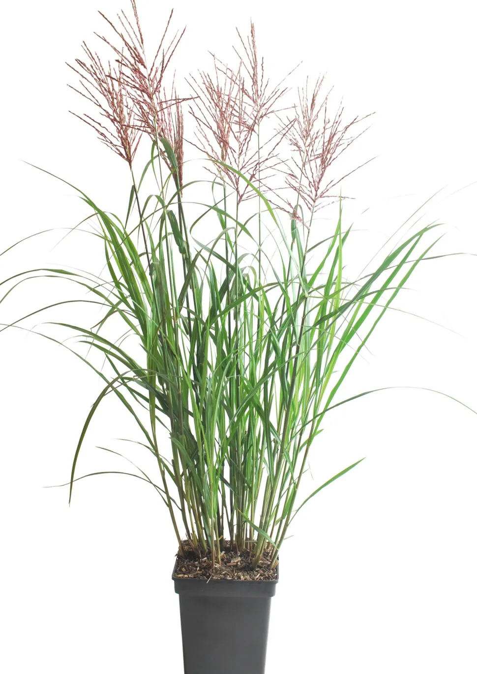 Chinaschilf (Miscanthus sinensis ‘Vulcano’) D 23 H 80 cm