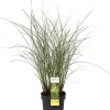 Chinaschilf (Miscanthus sinensis 'Gracillimus') D 19 H 45 cm