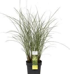 Chinaschilf (Miscanthus sinensis 'Gracillimus') D 19 H 45 cm