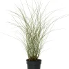 Chinaschilf (Miscanthus sinensis 'Morning Light') D 23 H 80 cm