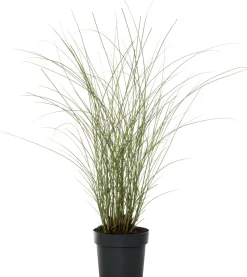 Chinaschilf (Miscanthus sinensis 'Morning Light') D 23 H 80 cm
