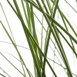 Chinaschilf (Miscanthus sinensis 'Morning Light') D 23 H 80 cm