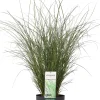 Chinaschilf (Miscanthus sinensis 'Gracillimus') D 23 H 100 cm