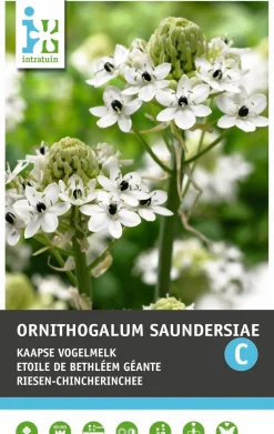Chincherinchee (Ornithogalum saundersiae) Blumenzwiebeln