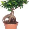 Chinesische Feige (Ficus microcarpa 'Ginseng') D 17 cm H 40 cm