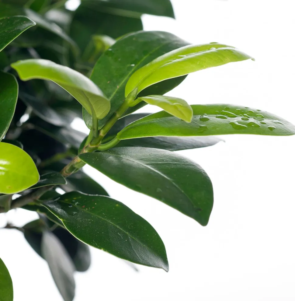 Chinesische Feige (Ficus microcarpa 'Ginseng') D 17 cm H 40 cm