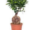 Chinesische Feige (Ficus microcarpa 'Ginseng') D 15 cm H 40 cm