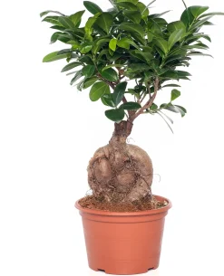 Chinesische Feige (Ficus microcarpa 'Ginseng') D 15 cm H 40 cm