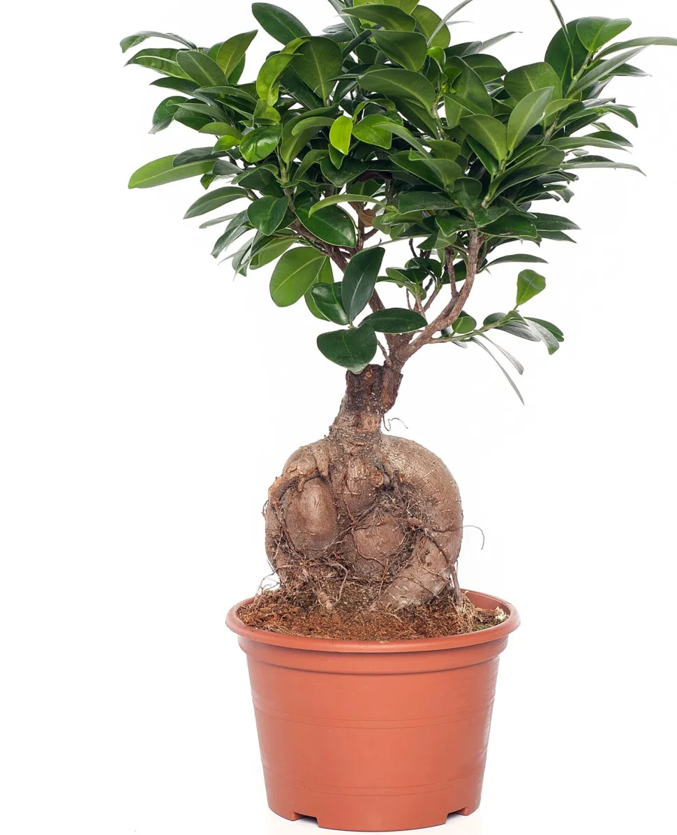Chinesische Feige (Ficus microcarpa 'Ginseng') D 15 cm H 40 cm
