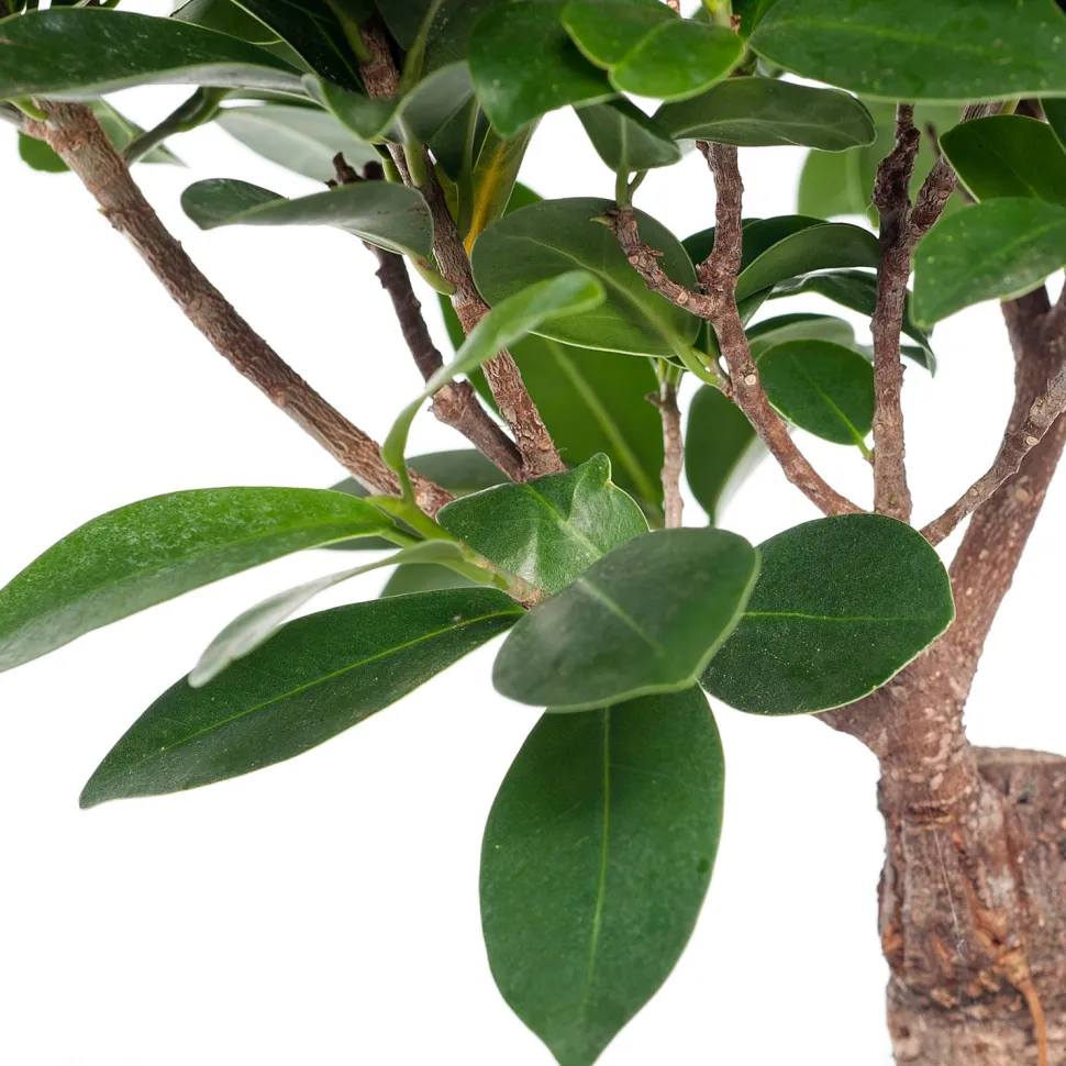 Chinesische Feige (Ficus microcarpa 'Ginseng') D 15 cm H 40 cm