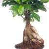 Chinesische Feige (Ficus microcarpa 'Ginseng') D 12 cm H 35 cm