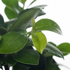 Chinesische Feige (Ficus microcarpa 'Ginseng') D 12 cm H 35 cm