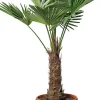 Chinesische Hanfpalme (Trachycarpus fortunei) D 26 H 75 cm