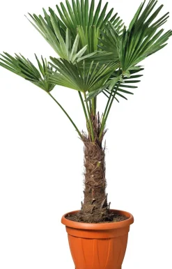 Chinesische Hanfpalme (Trachycarpus fortunei) D 26 H 75 cm
