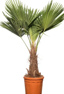 Chinesische Hanfpalme (Trachycarpus fortunei) D 36 H 150 cm