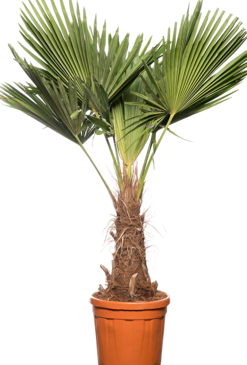 Chinesische Hanfpalme (Trachycarpus fortunei) D 36 H 150 cm