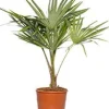Chinesische Hanfpalme (Trachycarpus fortunei) D 10 H 60 cm