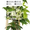 Chinesischer Jasmin (Trachelospermum jasminoides) D 21 H 150 cm