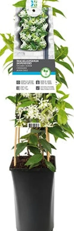 Chinesischer Jasmin (Trachelospermum jasminoides) D 21 H 150 cm