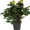 Christrose (Helleborus 'Beauty Princess') D 17 H 45 cm