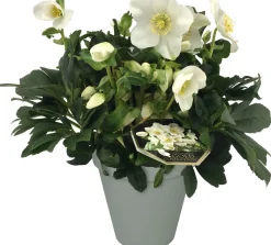 Christrose (Helleborus 'Joel') D 15 H 35 cm