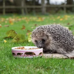 CJ Wildlife Igelfutterschale Myrte weiß D 13 H 4 cm