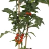 Cocktailtomate (Solanum lycopersicum) D 14 H 50 cm