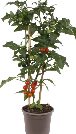 Cocktailtomate (Solanum lycopersicum) D 14 H 50 cm