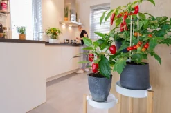 Cocktailtomate (Solanum lycopersicum) D 14 H 50 cm