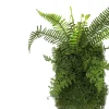 Countryfield Kunstpflanze Farne auf Teller 9 x 22 x 40 cm