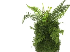 Countryfield Kunstpflanze Farne auf Teller 9 x 22 x 40 cm