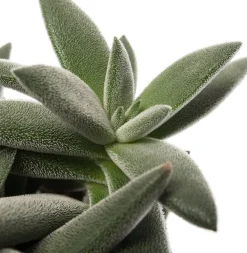 Crassula (Crassula tenelli) D 10,5 H 15 cm