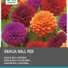 Dahlie (Dahlia) Blumenzwiebeln 3 St.