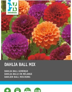 Dahlie (Dahlia) Blumenzwiebeln 3 St.