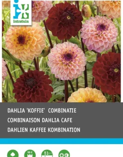 Dahlie (Dahlia 'Coffee') Blumenzwiebeln gemischt 3 St.