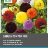 Dahlie (Dahlia pompon) Blumenzwiebeln 5 St.