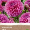 Dahlie (Dahlia Sandra) (BIO) Blumenzwiebel 1 St.