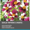 Dahlie einblütig (Dahlia 'Twyning's Smartie') Blumenzwiebeln 5 St.