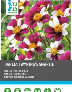 Dahlie einblütig (Dahlia 'Twyning's Smartie') Blumenzwiebeln 5 St.