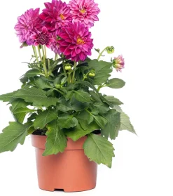 Dahlie Mix (Dahlia) D 23 H 45 cm