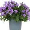 Dalmatiner Glockenblume (Campanula portenschlagiana 'Ambella Lavender') D 12 H 25 cm