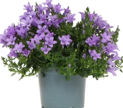 Dalmatiner Glockenblume (Campanula portenschlagiana 'Ambella Lavender') D 12 H 25 cm