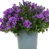 Dalmatiner Glockenblume (Campanula portenschlagiana 'Ambella Purple') D 12 H 25 cm