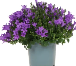 Dalmatiner Glockenblume (Campanula portenschlagiana 'Ambella Purple') D 12 H 25 cm