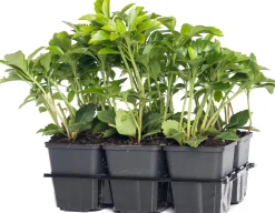 Dickmännchen (Pachysandra terminalis)