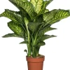 Dieffenbachie (Dieffenbachia seguine 'Maroba') D 21 H 90 cm
