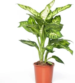 Dieffenbachie (Dieffenbachia 'Sublime') D 17 H 65 cm