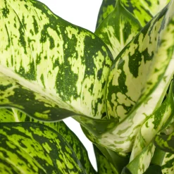 Dieffenbachie (Dieffenbachia 'Sublime') D 17 H 65 cm