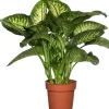Dieffenbachie (Dieffenbachia seguine 'Reeva') D 24 H 80 cm