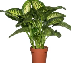 Dieffenbachie (Dieffenbachia seguine 'Reeva') D 24 H 80 cm